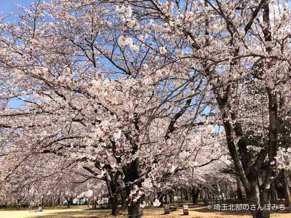 農林公園広場の桜満開