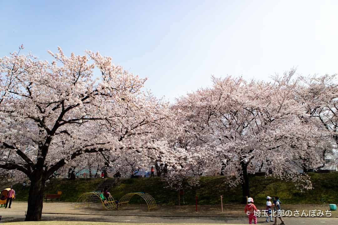 熊谷・万平公園の桜と遊具