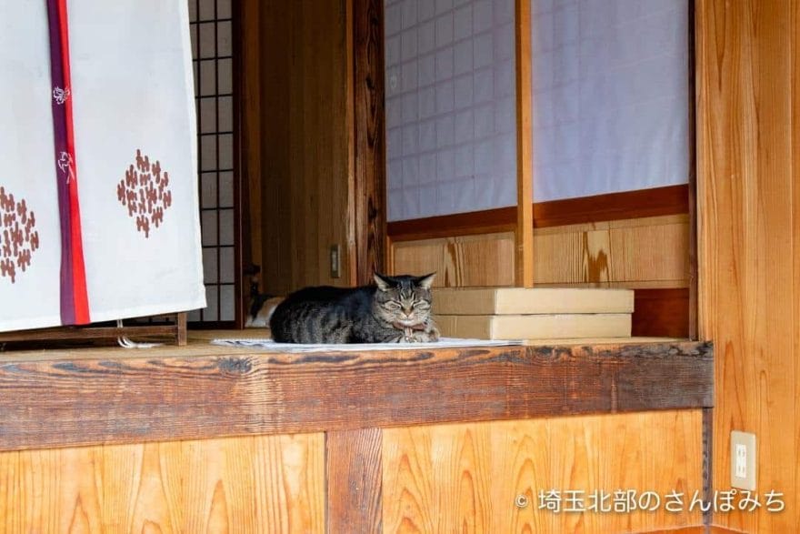 前玉神社の猫（きなこ）