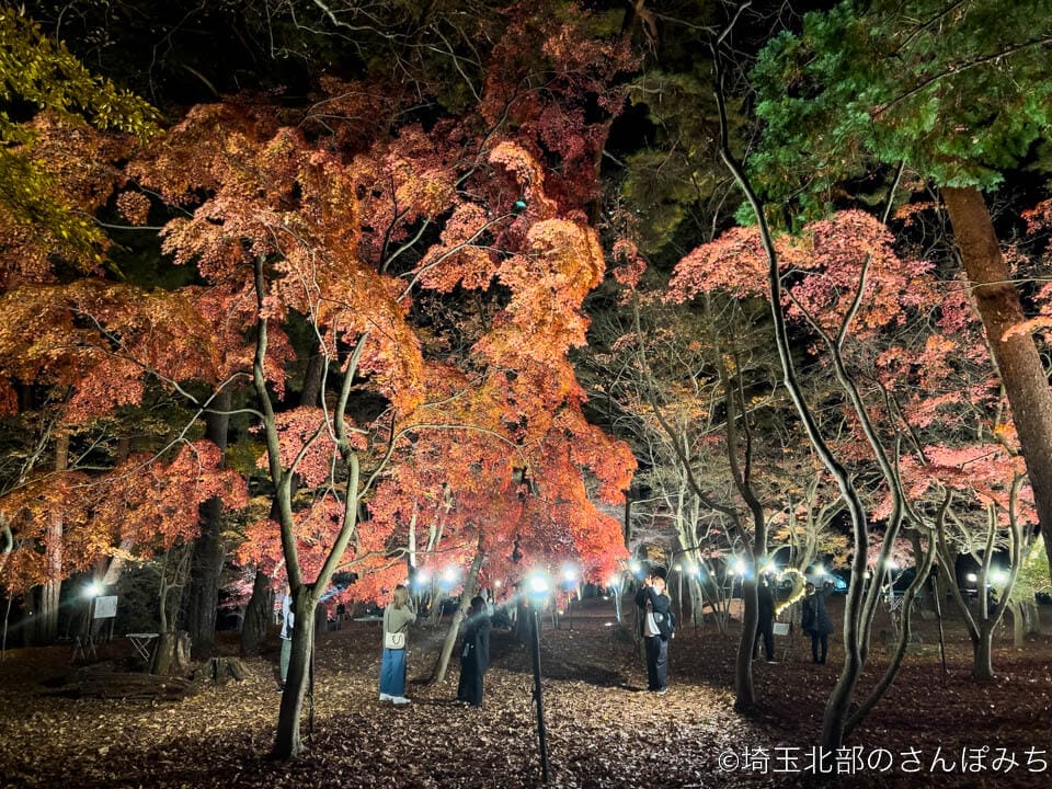 長瀞・月の石もみじ公園の紅葉ライトアップを撮影する観光客(11/22)