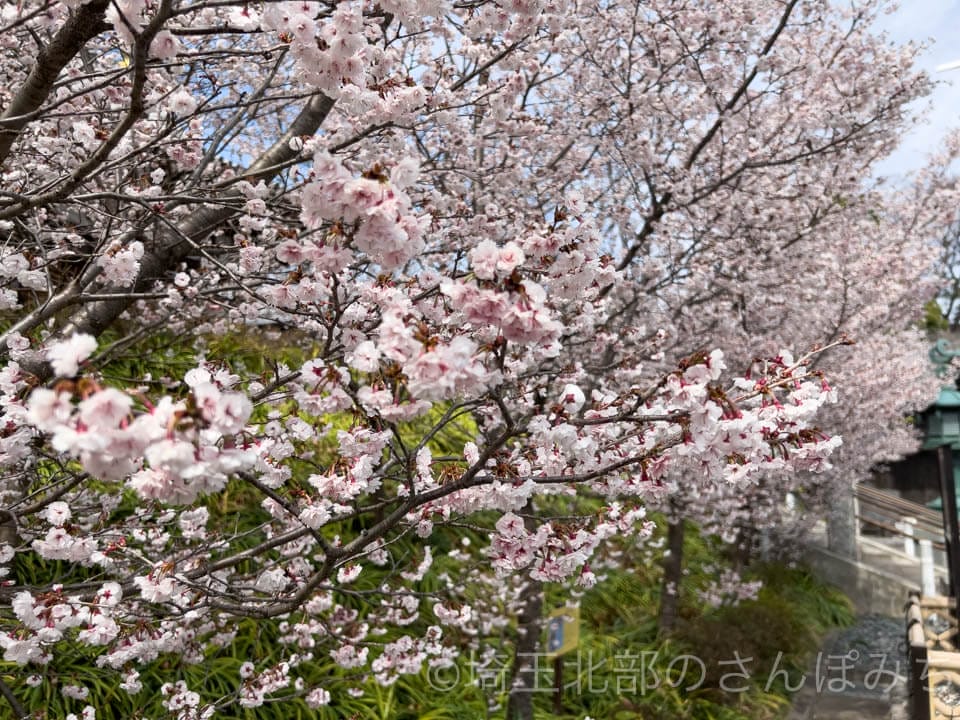 熊谷市桜の名所・石上寺の熊谷桜満開