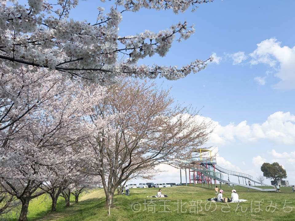 羽生スカイスポーツ公園の桜
