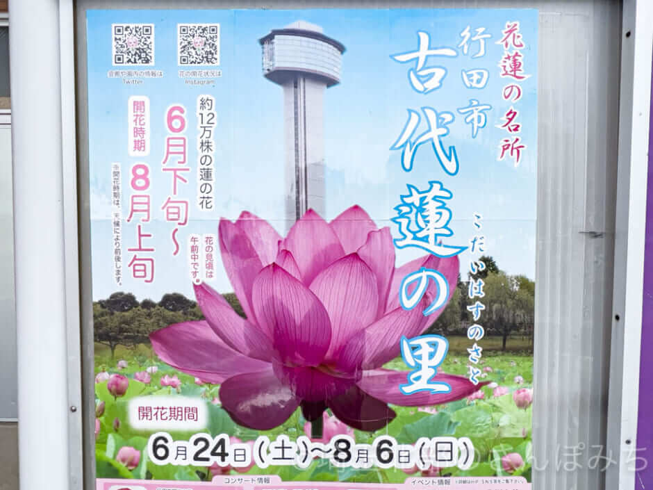 行田市「古代蓮の里」開花時期ポスター(2023)