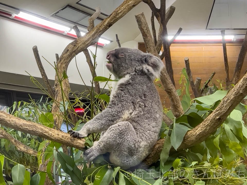 東松山「埼玉県こども動物園」ナイトズーの寝ているコアラ