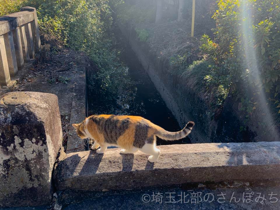 行田市・埼玉神社の猫(さくら)
