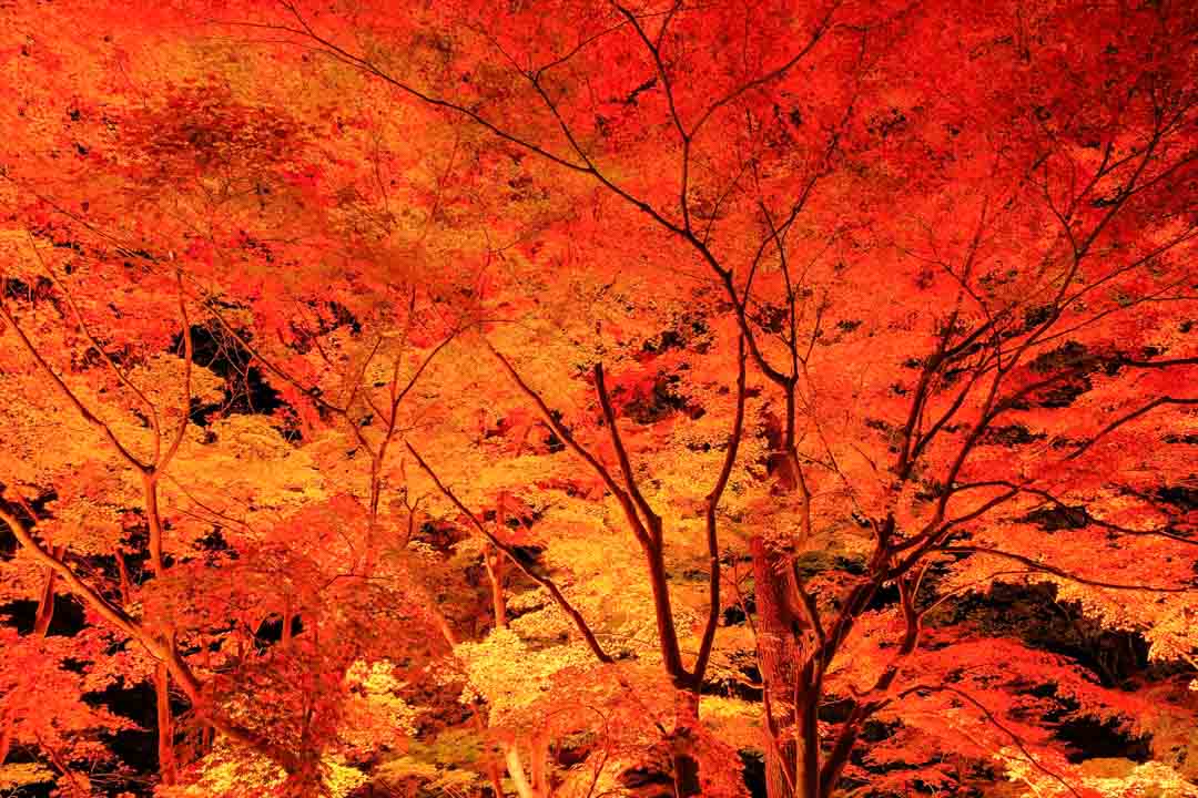 森林公園「紅葉見ナイト2023」赤く染まる紅葉