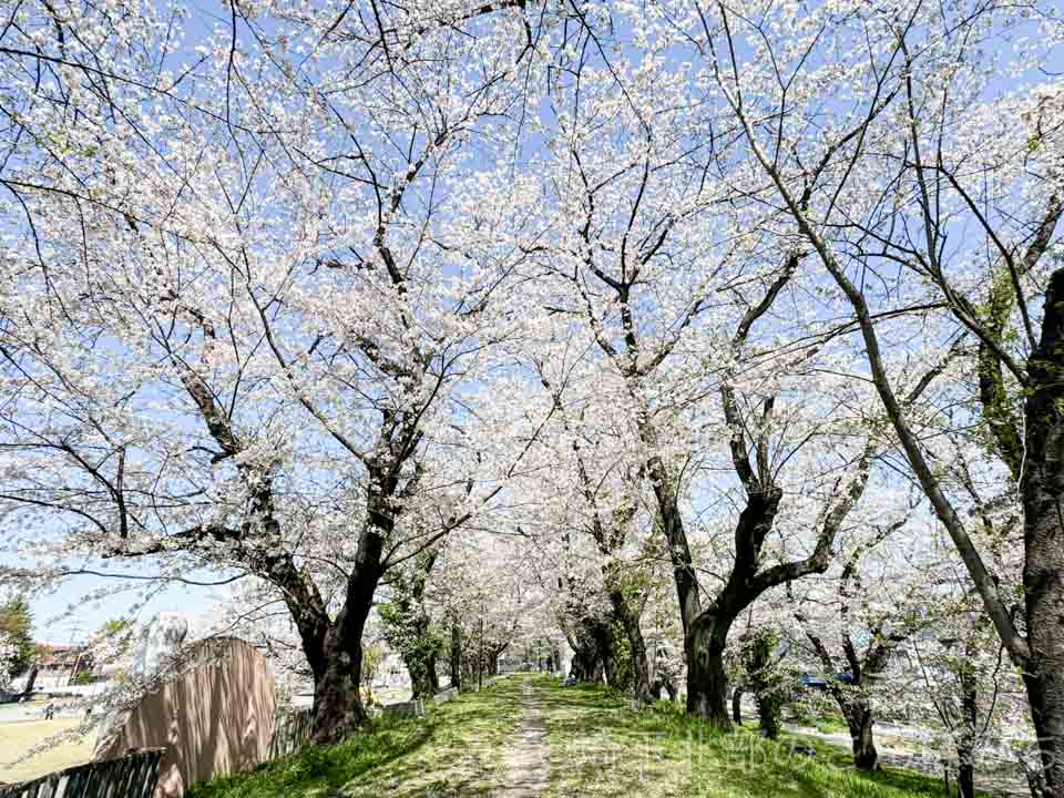 熊谷市の万平公園の桜